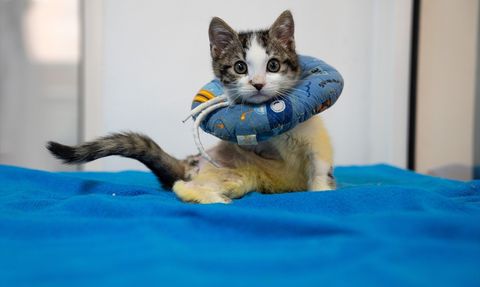 Mucize: Ampute Kedi Hayata Tutunuyor