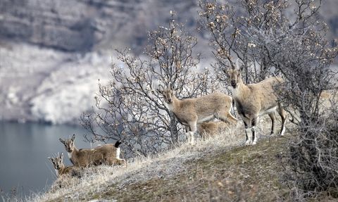 Tunceli'de Yaban Keçileri Kış Manzarası