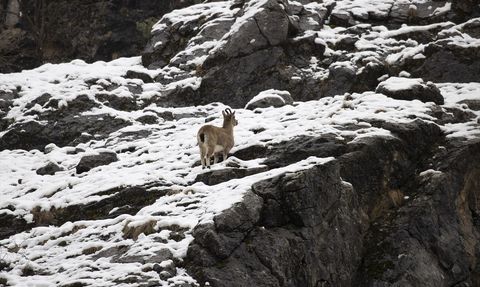 Tunceli'deki Yaban Keçileri Karlı Dağlarda Beslenme Zorluğu Yaşıyor