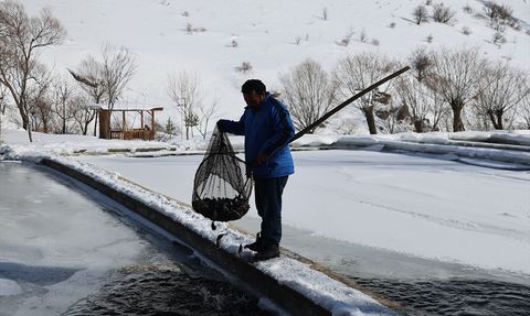 Bayburt'ta Soğuk Hava Şartlarında Alabalık Üretimi