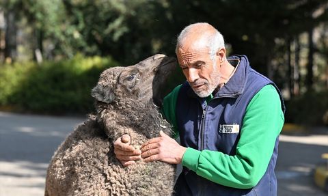 Boncuk: Gaziantep Doğal Yaşam Parkı'nın Sevimli Deve Yavrusu