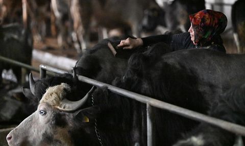 Devlet Desteğiyle Manda Yetiştiriciliğine Adım Atan Kadın Girişimci