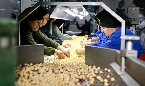 Devlet Destekli Fındık İhracatı Artıyor