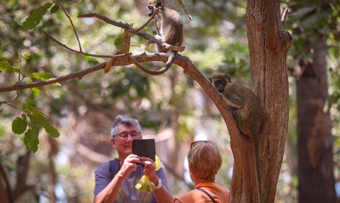 Gambiya'nın Eşsiz Doğa Başkenti: Bijilo Orman Parkı