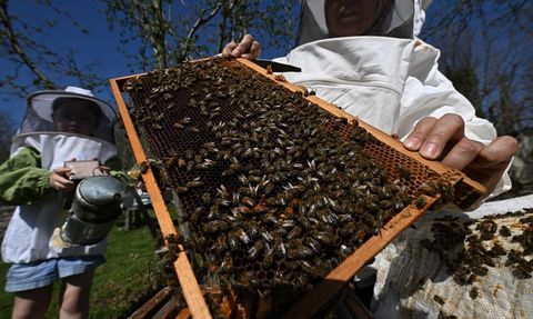 Seher Arı Ar: Modern Arıcılığın Kadın Yüzü