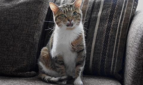 Trabzonlu Kadın, Terkedilmiş Hayvanları Sahiplendi