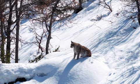Tunceli'de Vaşak Dron ile Görüntülendi