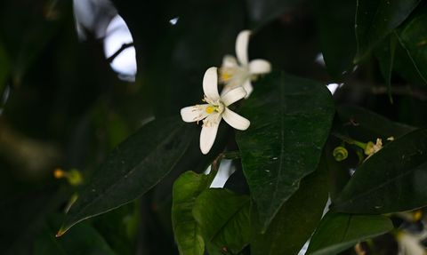 Uluslararası Portakal Çiçeği Karnavalı 2023: Dünya Çocukları Temasıyla Yapılacak