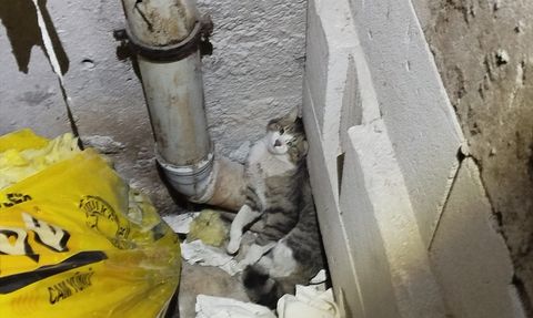 Erzincan'da Mahsur Kalan Kedi İtfaiye Ekipleri Tarafından Kurtarıldı