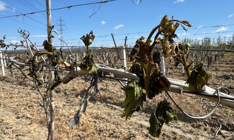 Manisa'da Zirai Don Etkisini Sürdürüyor