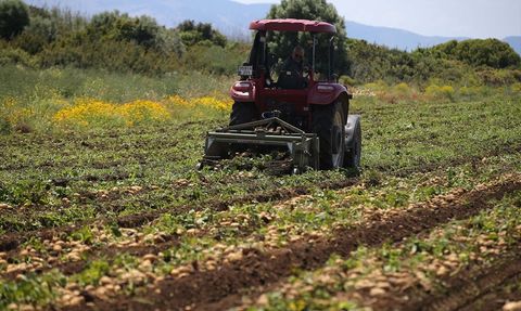 Datça'da Turfanda Patates Hasadı Başladı