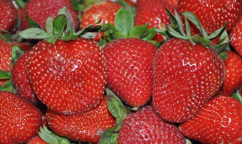 Mersin'de Silifke Çileği Hasadı Devam Ediyor