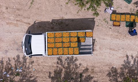 Mersin'in Mut İlçesinde Mut Kayısısında Hasat Başladı