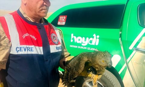 Şanlıurfa'da Yaralı Kızıl Şahin Kurtarıldı