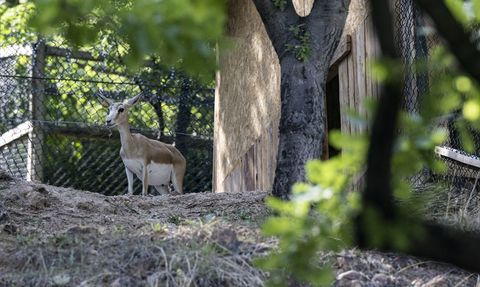Altınköy Açık Hava Müzesi'nde yeni ceylan yavruları