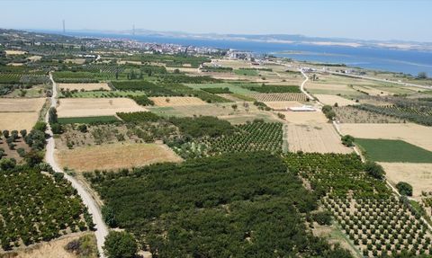Çanakkale Lapseki'nin Kiraz İhracatı Yükseliyor