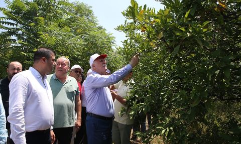 Hatay'da Narenciye Bahçeleri Zirai Don ve Kuraklıktan Etkilendi