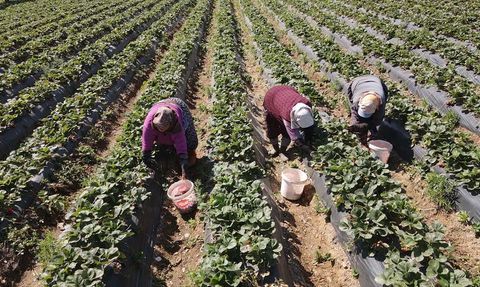 Muğla'da Çilek Hasadı Yüzleri Güldürdü