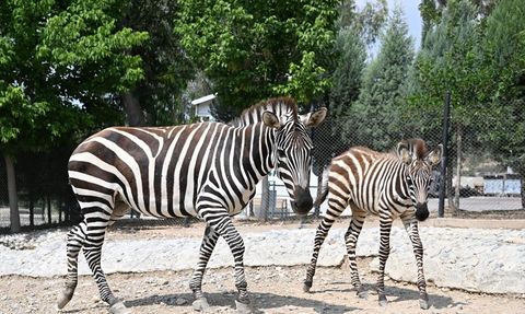 Tarsus Doğa Parkı'nda Yeni Yavrularla Hayvan Popülasyonu Artıyor