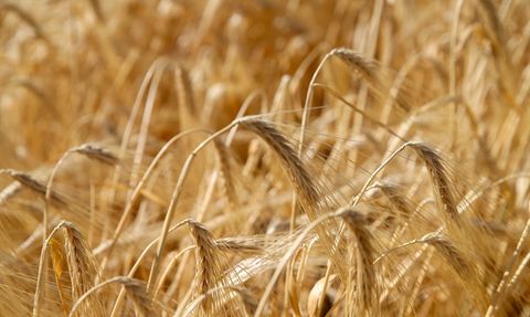 Uşak'ta Kuraklığa Dayanıklı Tohumlarla Hasat Büyüsü