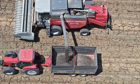 Edirne'de Ayçiçeği Hasadı Erken Başladı