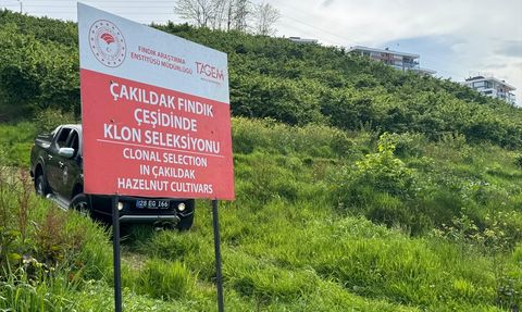 Giresun'da Yeni Fındık Çeşidi Geliştirme Projesi