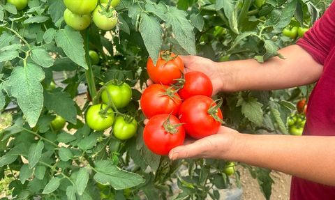 Isparta Yaylalarında Domates Hasadı Başladı