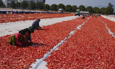 İzmir'de Kuru Domates Hasadı Başladı