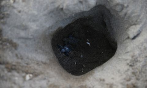 Mersin'de Kaplumbağa Yavruları Denizle Buluştu