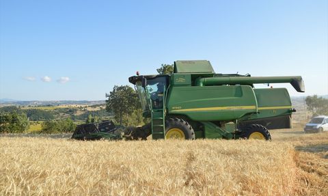 Samsun Havza'da Buğday Hasadı 90 Bin Ton Bekleniyor