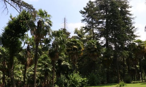 Yalova'daki Atatürk Arboretumu: Türkiye'nin İlk Canlı Ağaç Müzesi