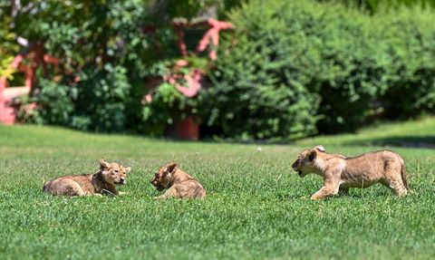 Yeni Doğan Aslan Yavrularına İsim Aranıyor
