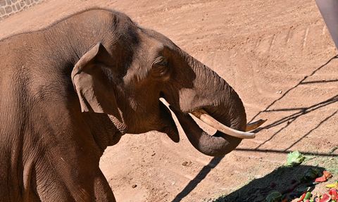 Dünyanın İlk Tüp Bebek Fili Gabi'ye Özel Menü Hazırlandı