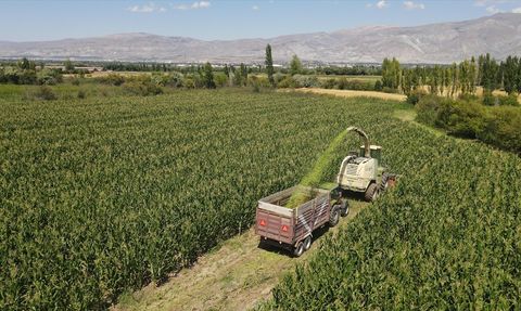 Erzincan'da Silajlık Mısır Üretimi Hayvancılığı Destekliyor