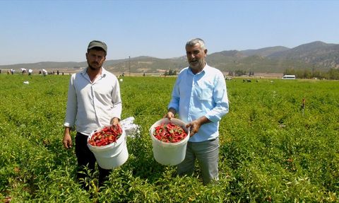Gaziantep'te Kırmızı Biber Hasadı Başladı