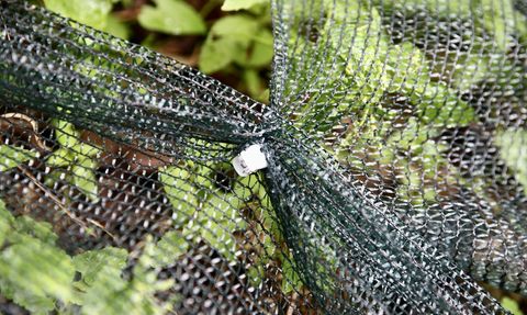 Giresun'da Fındık Hasadında Yenilik: File Örtü Desteği