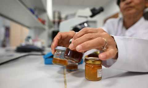 İklim Değişikliği Kestane Balının Kalitesini Tehdit Ediyor