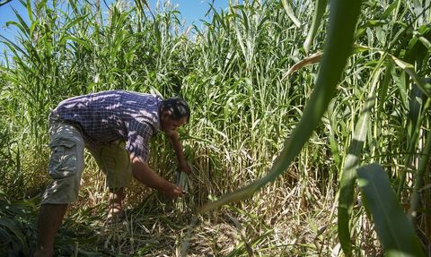 Kuraklık Nedeniyle Sorgum Sudan Otu Tercih Ediliyor