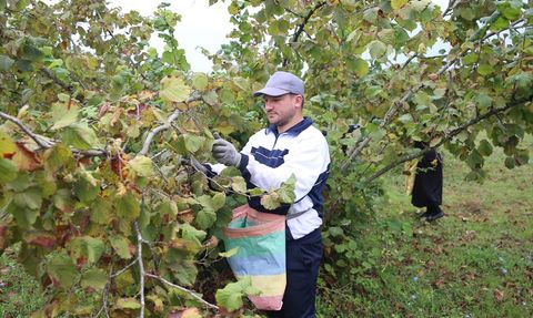 Ordu'da Fındık Hasadı Başladı