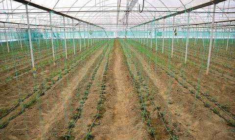 Batı Akdeniz Hububat İhracatında Yüzde 136,65 Artış