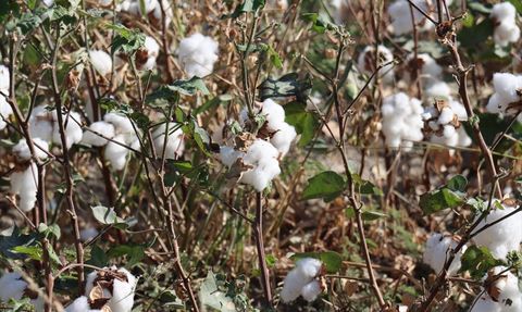 Hatay'da Pamuk Hasadı Başladı
