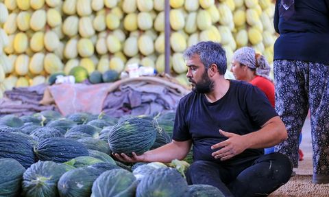 Kırkağaç Kavunu Hasat Sezonunda