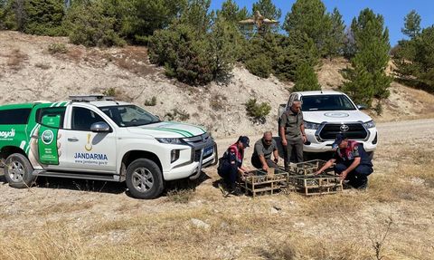 Kütahya'da 142 Saka Kuşu Doğaya Salındı