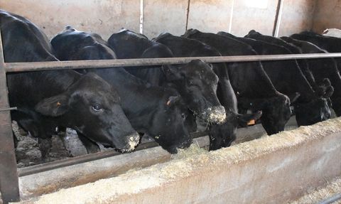 Malatya'da 2 Bin 932 Damızlık Büyükbaş Hayvan Dağıtımı