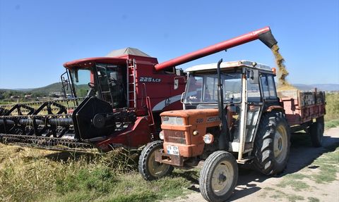 Sinop'ta Çeltik Hasadı Başladı