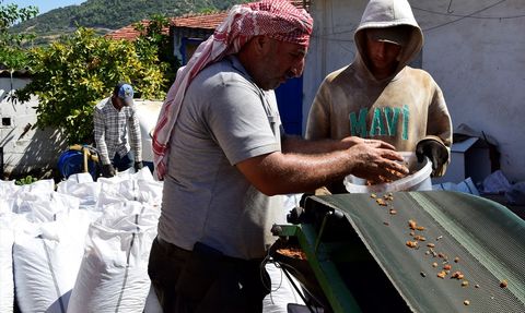 Türkiye'nin Kuru Üzüm İhracatı Tarihinde Yeni Bir Rekor