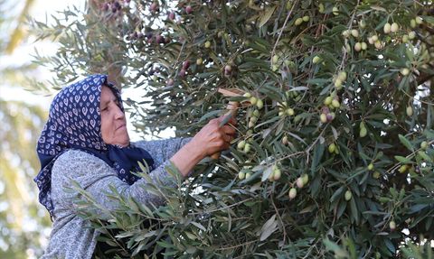 Antalya'da Coğrafi İşaretli Zeytin Üretimi Artıyor