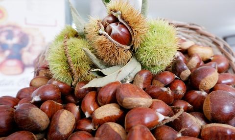 Aydın'da İlk Kestane Sezonu Başladı