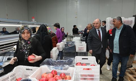 Denizli'de İhracatlık Nar Hasadı Başladı
