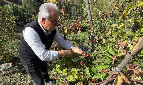 Giresun'da Ahududu ve Böğürtlen Hasadı Başladı